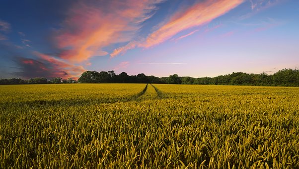 Comment investir dans l’agriculture?